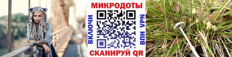 Купить закладки  Волхов  Псилоцибиновые грибы мицелий 